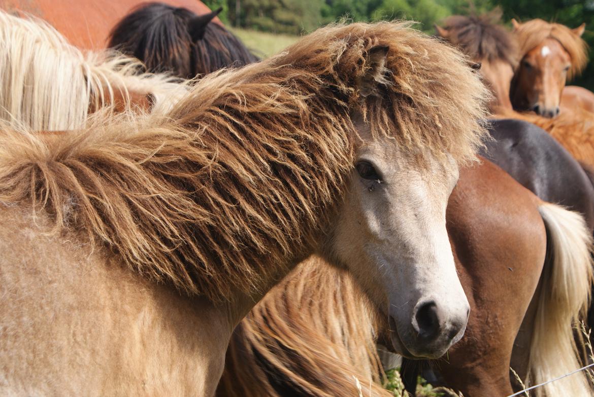 Islænder Gimli fra Lysenge - sommer 2013 billede 16