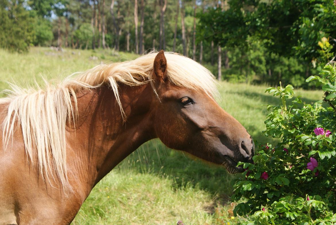Islænder Neisti fra Lysenge - Sommer 2013 billede 1