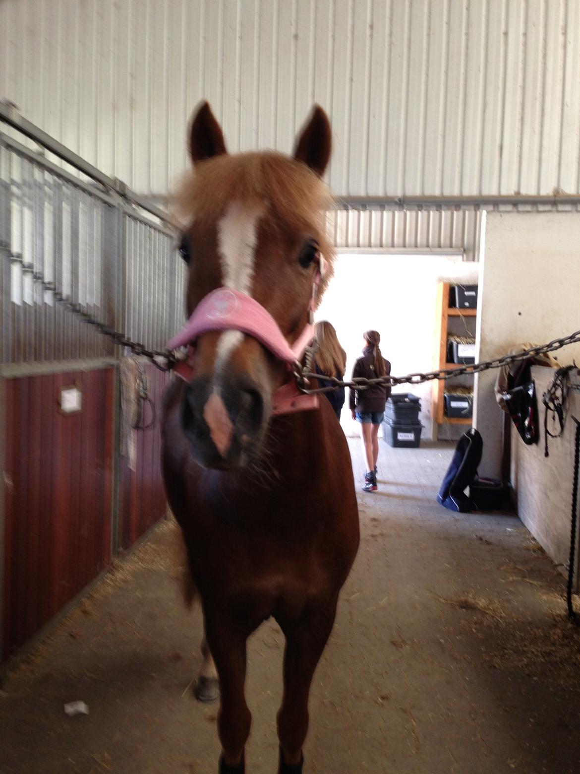 Anden særlig race Vesterbygårds Freja SOLGT - Søde Freja med hendes nuttede grime!!<3 billede 2