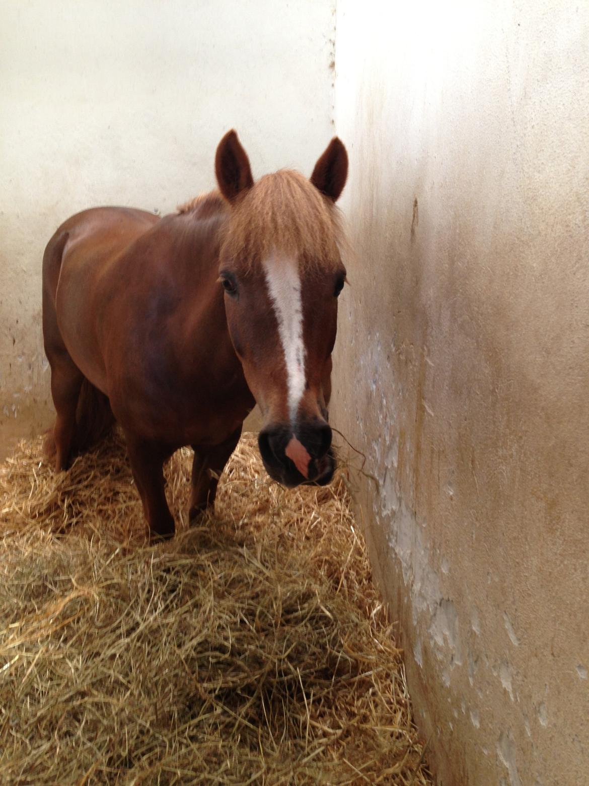 Anden særlig race Vesterbygårds Freja SOLGT billede 4