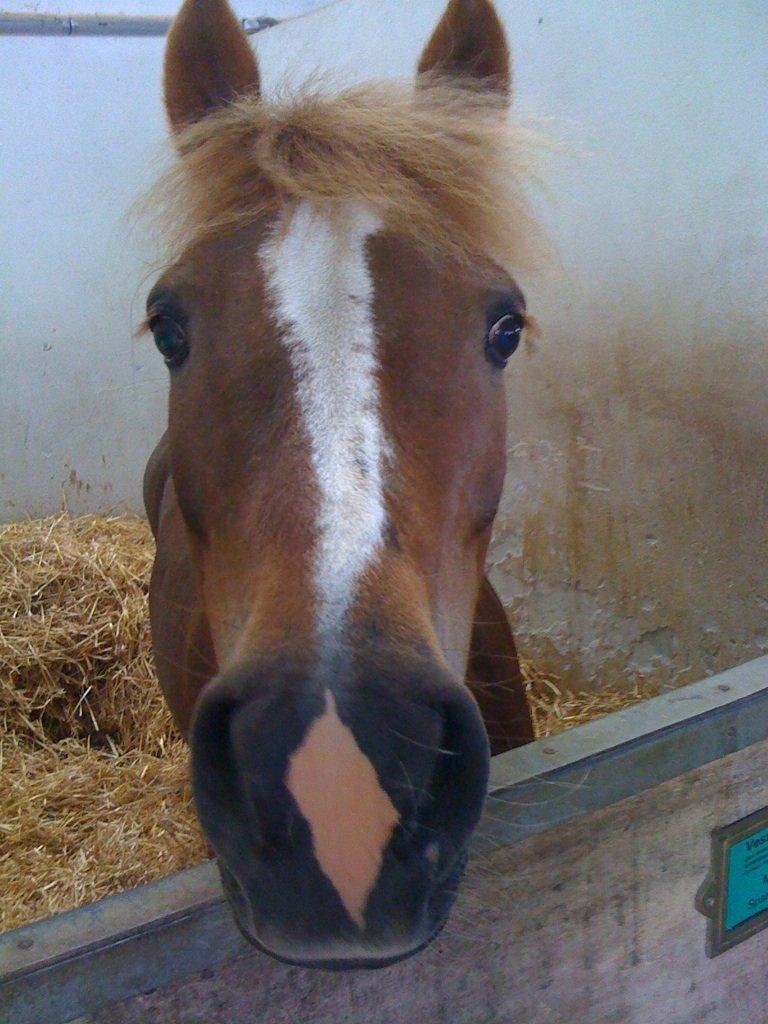 Anden særlig race Vesterbygårds Freja SOLGT - Hun er bare dejlig<3 billede 5