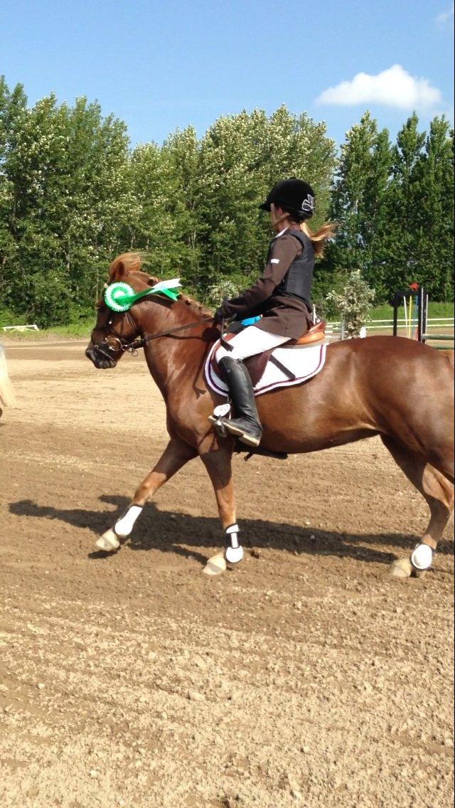 Anden særlig race Vesterbygårds Freja SOLGT - Vores første stævne i en LB* billede 6