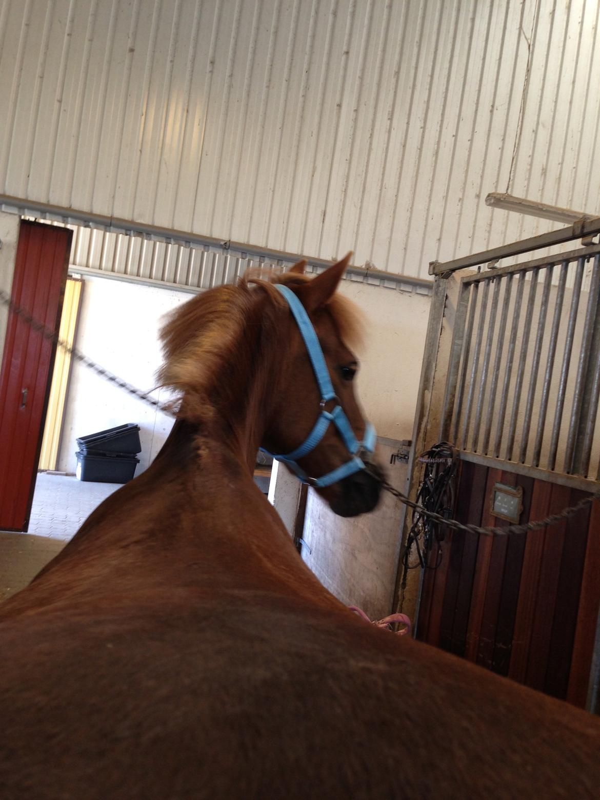 Anden særlig race Vesterbygårds Freja SOLGT billede 7