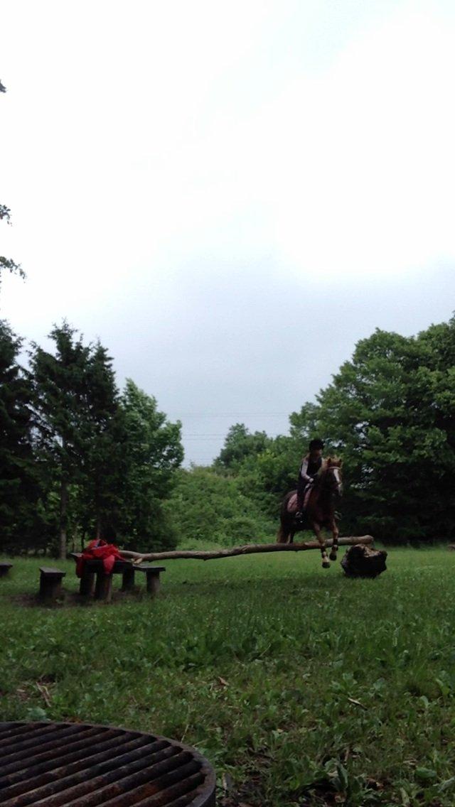 Anden særlig race Vesterbygårds Freja SOLGT billede 12
