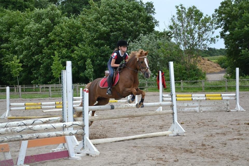 Anden særlig race Vesterbygårds Freja SOLGT billede 14