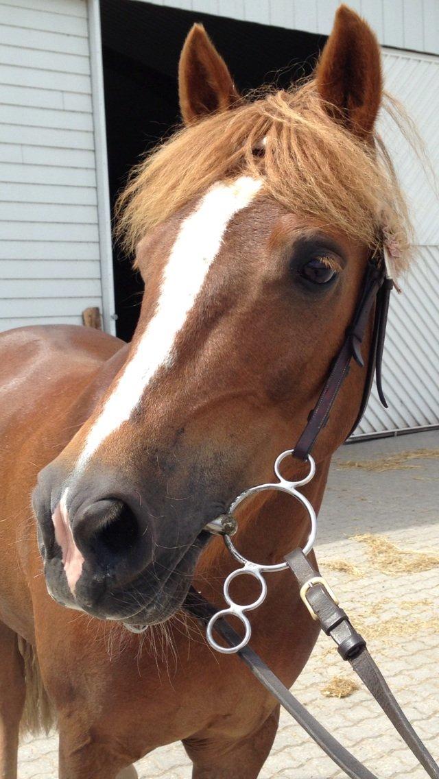 Anden særlig race Vesterbygårds Freja SOLGT billede 15