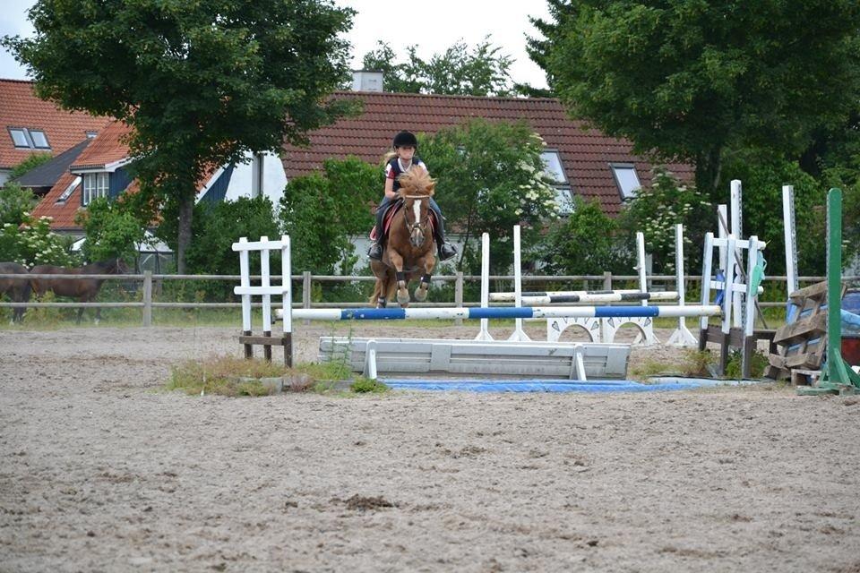 Anden særlig race Vesterbygårds Freja SOLGT billede 16