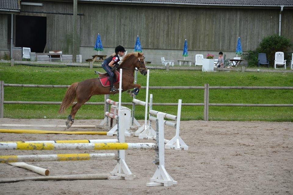 Anden særlig race Vesterbygårds Freja SOLGT billede 17