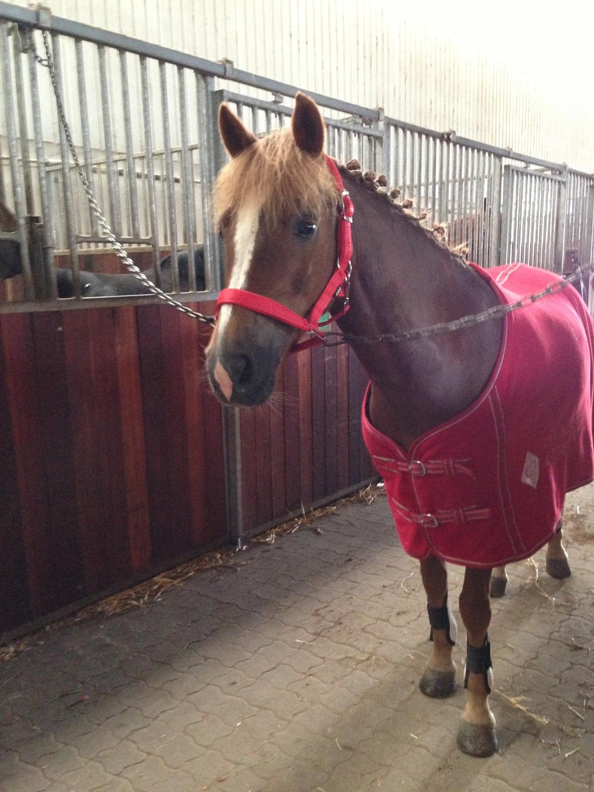 Anden særlig race Vesterbygårds Freja SOLGT billede 19