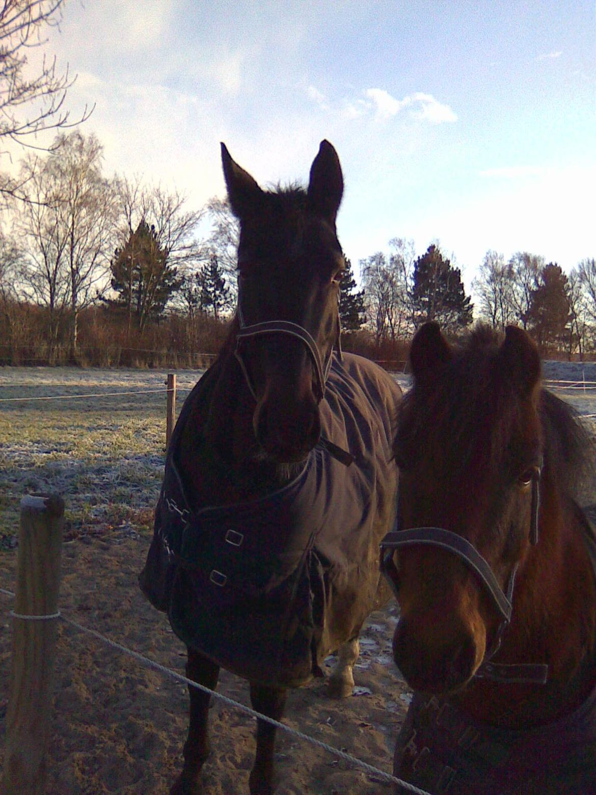 Anden særlig race Joker - Hygger med Stjerne billede 4