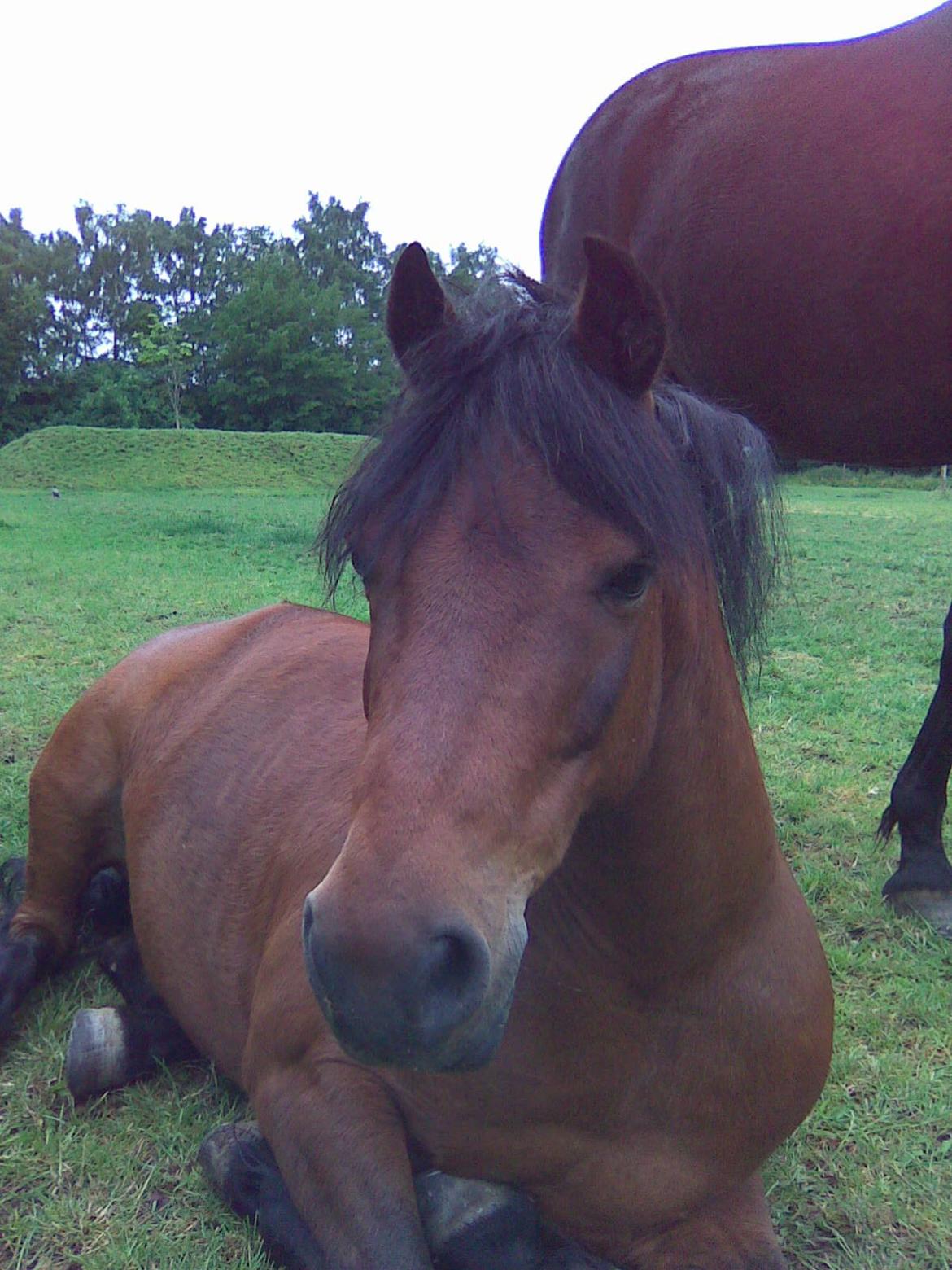 Anden særlig race Joker - Hygger ude på folden<3 billede 1