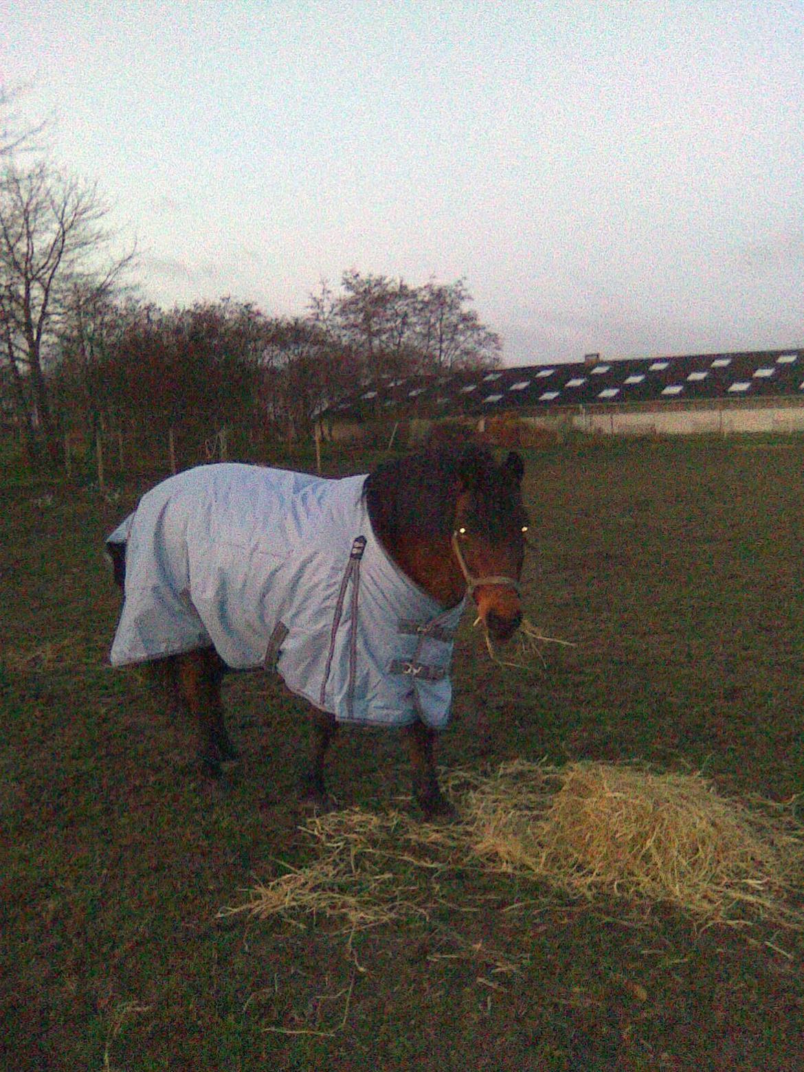 Anden særlig race Joker billede 6