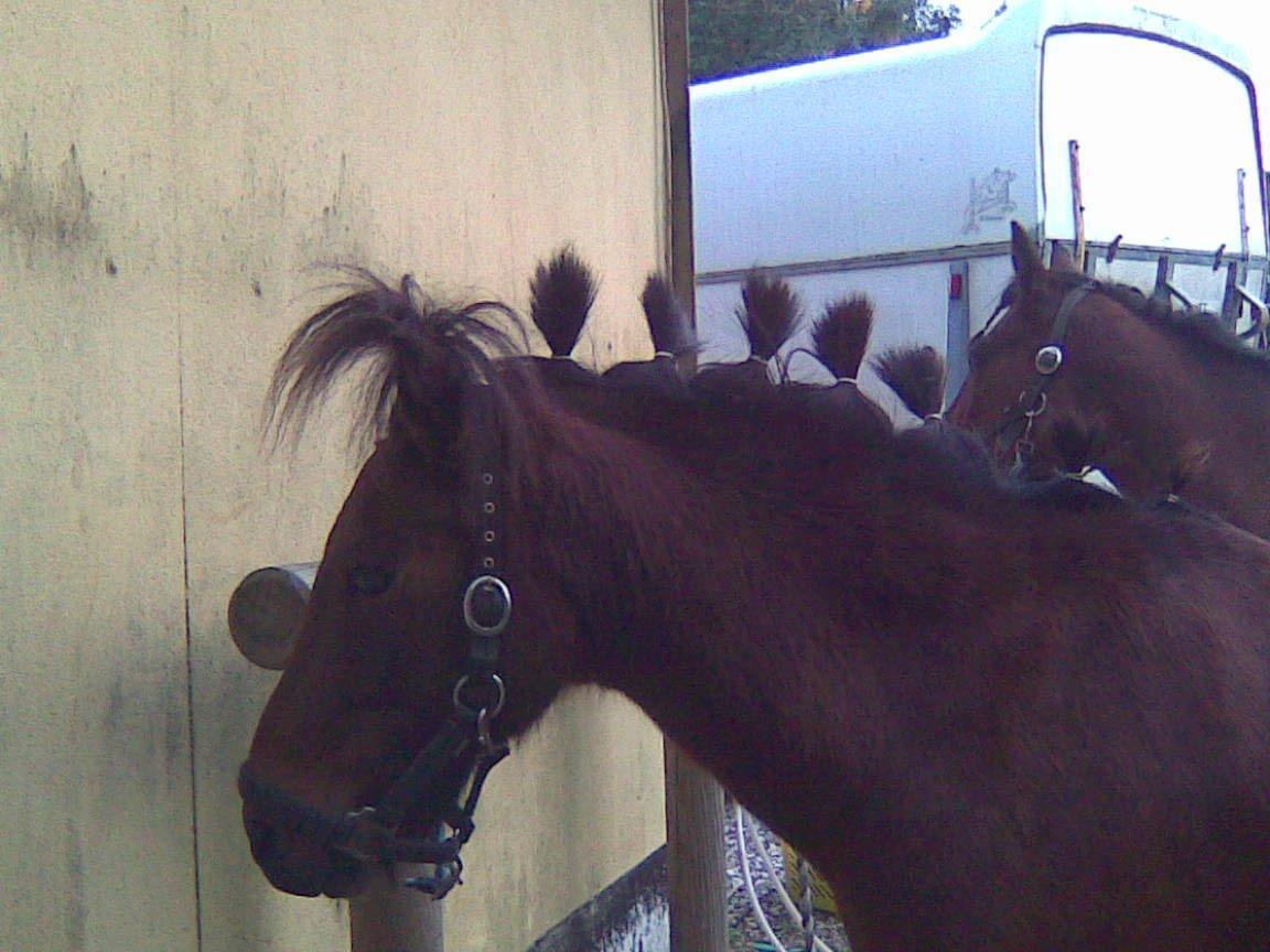 Anden særlig race Joker - Ny lækker frisure!:-)  billede 5