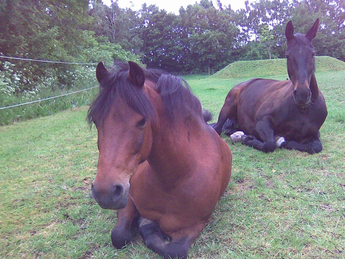 Anden særlig race Joker - Joker hygger sammen med vennen Stjerne billede 2