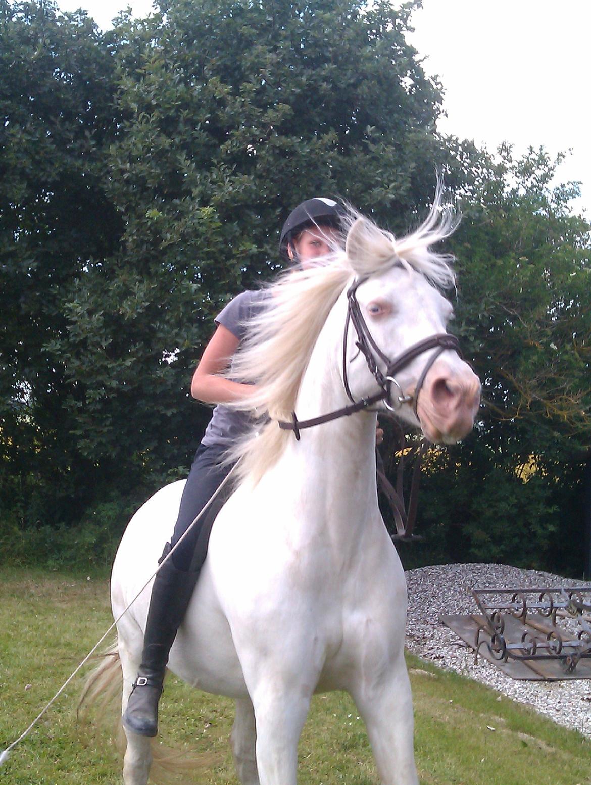 Anden særlig race Troldebo´s Bella - Lige landet efter hendes trick. At stejle :-) billede 5