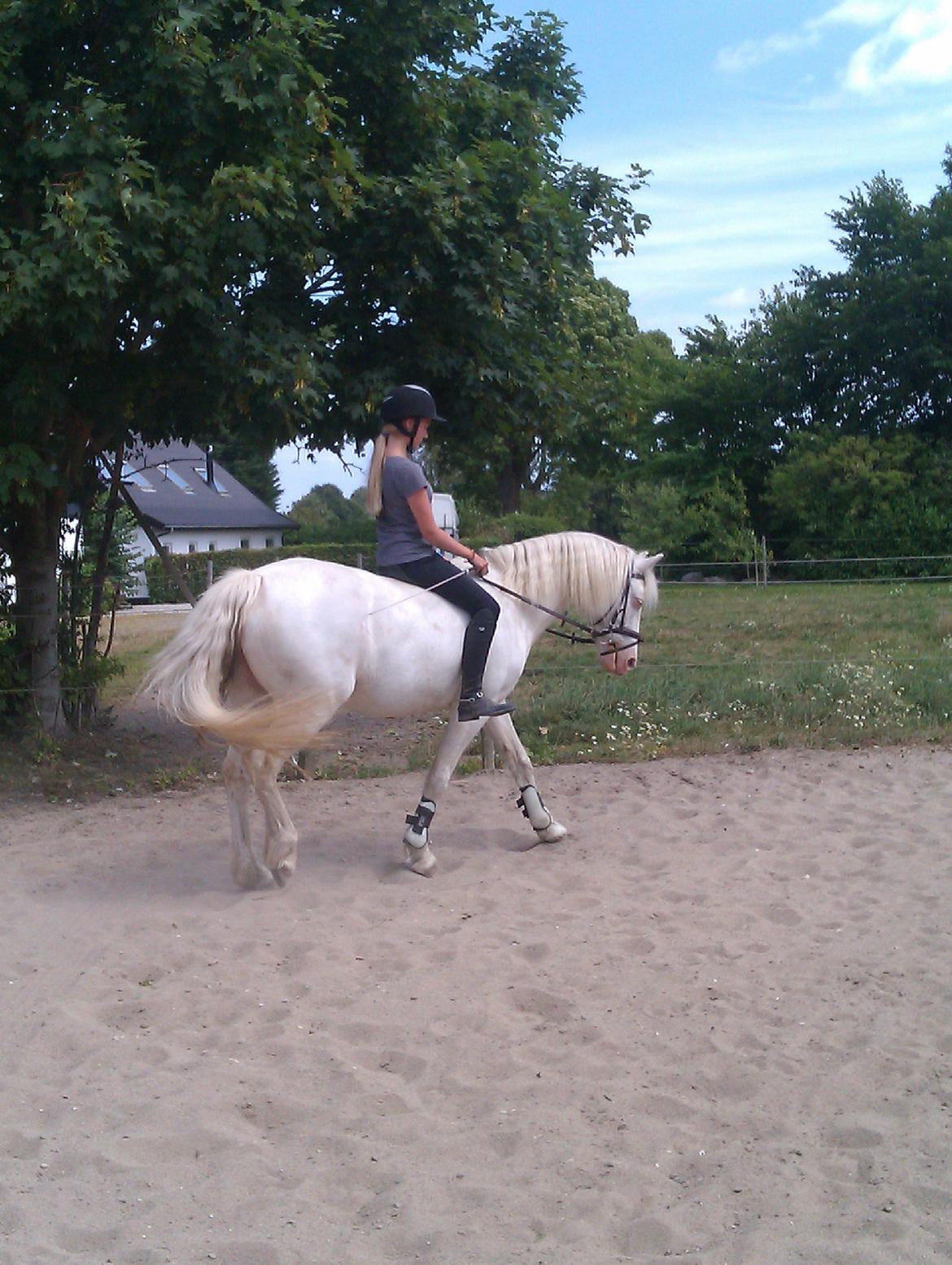 Anden særlig race Troldebo´s Bella billede 6