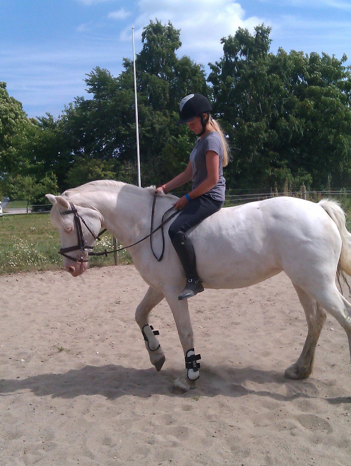 Anden særlig race Troldebo´s Bella billede 7