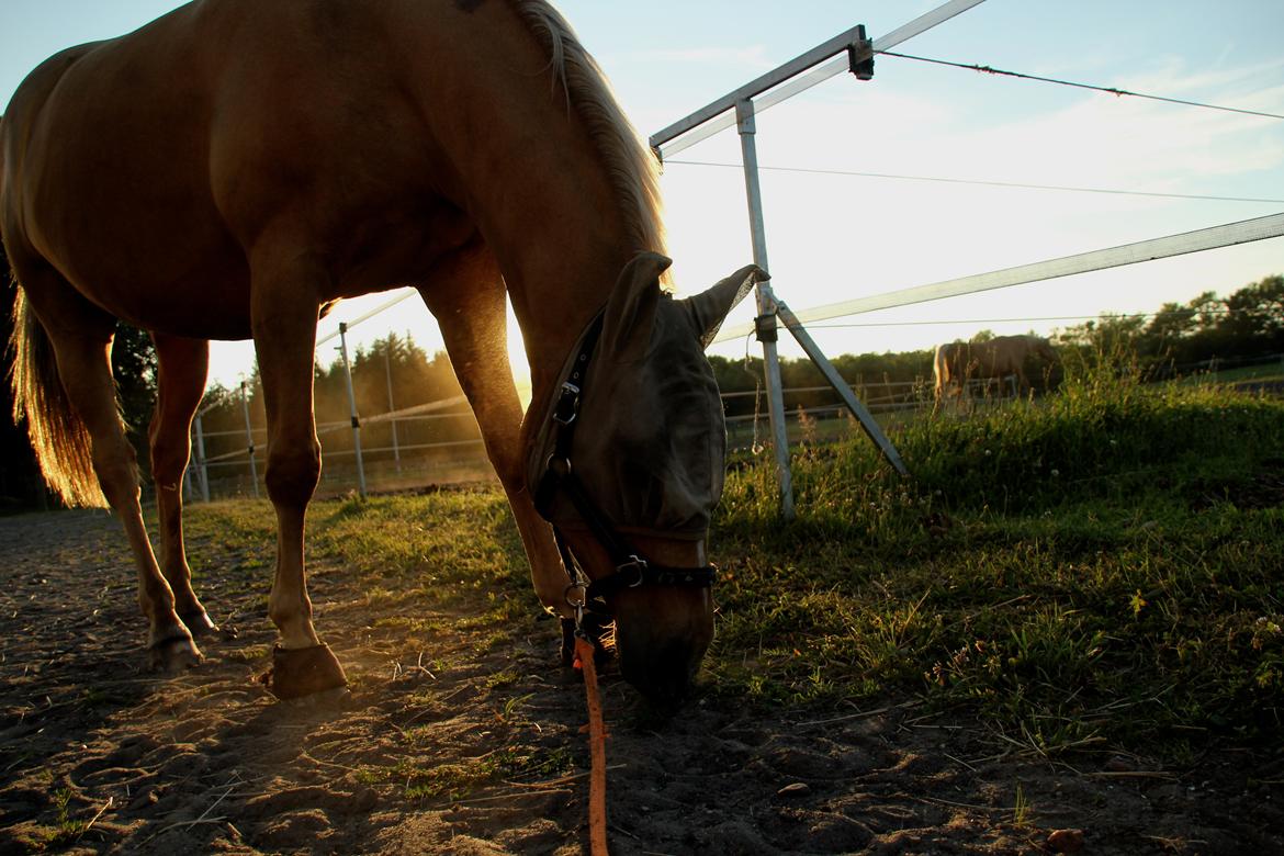 Palomino Chess Stauslykke - Chess en dejlig sommeraften. Foto: mig billede 17