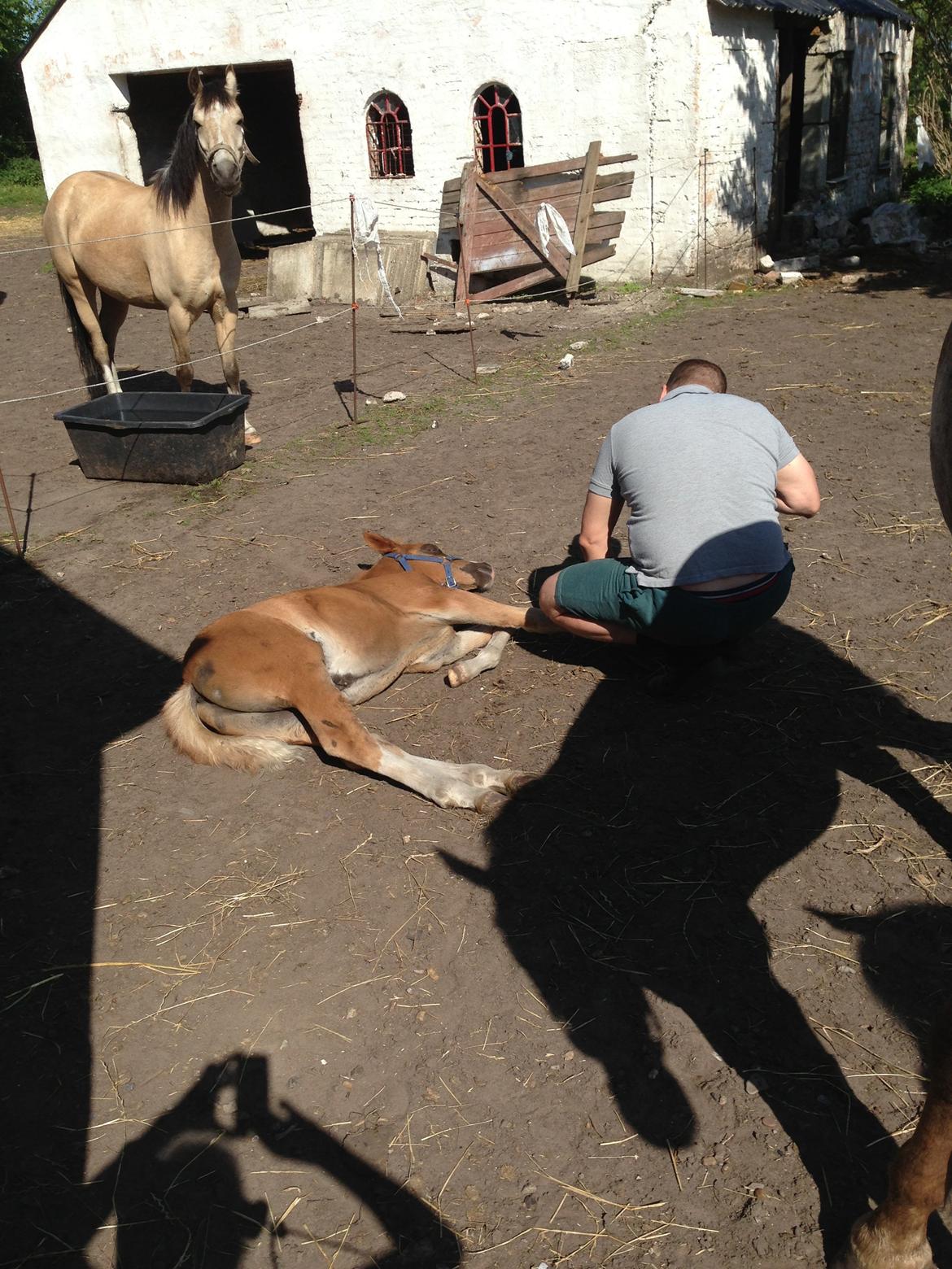 DSP Zippo on fire - Flere tillids øvelser.  billede 8