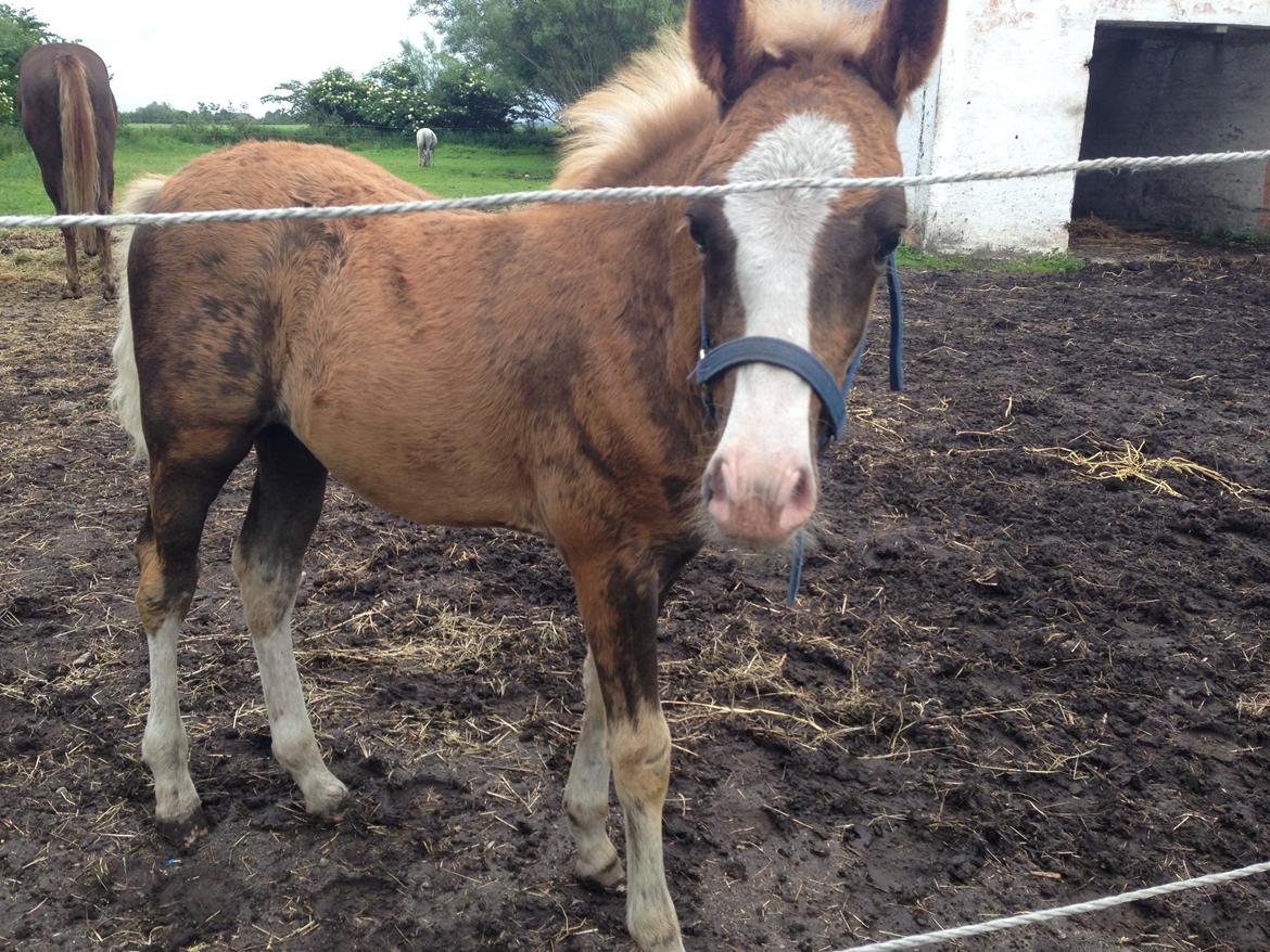 DSP Zippo on fire - Hej med jer billede 10