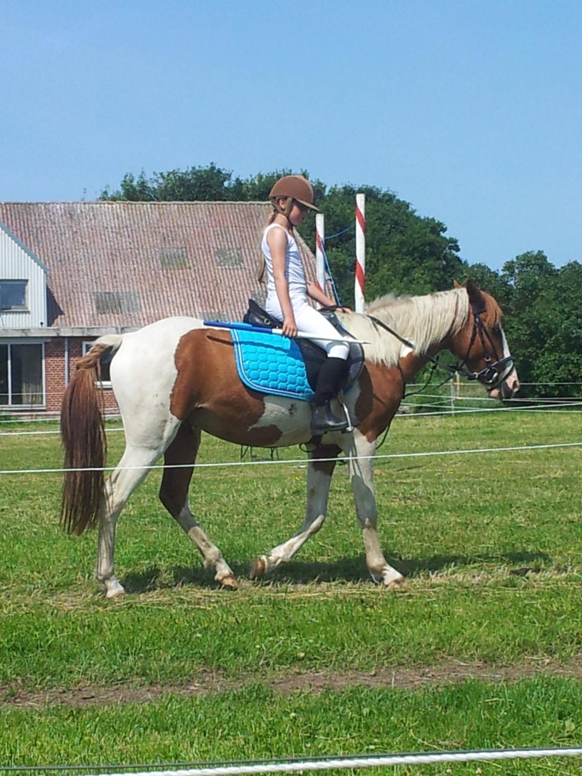 Pinto Indurain Delight - Den Brogede Skønhed billede 45