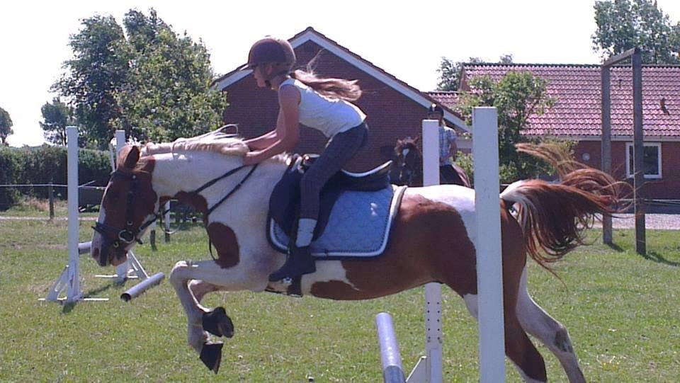 Pinto Indurain Delight - Den Brogede Skønhed - Mig Og Indu der Springer  billede 33