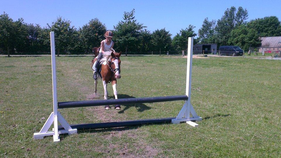 Pinto Indurain Delight - Den Brogede Skønhed - Hvor er Du Nuttedet :)
(Se lige De Forben) billede 37