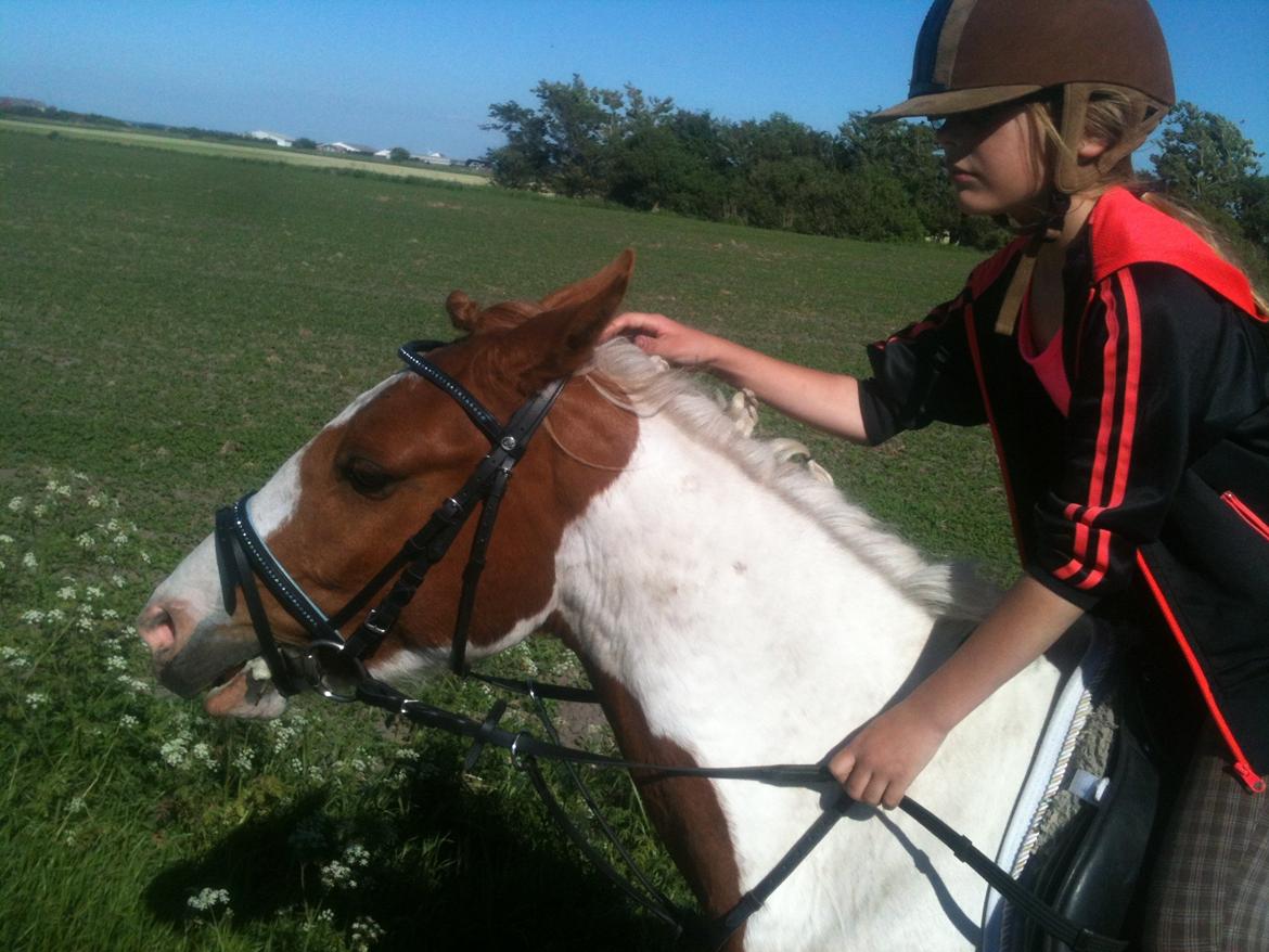 Pinto Indurain Delight - Den Brogede Skønhed - På Tuur Med de bedste billede 40