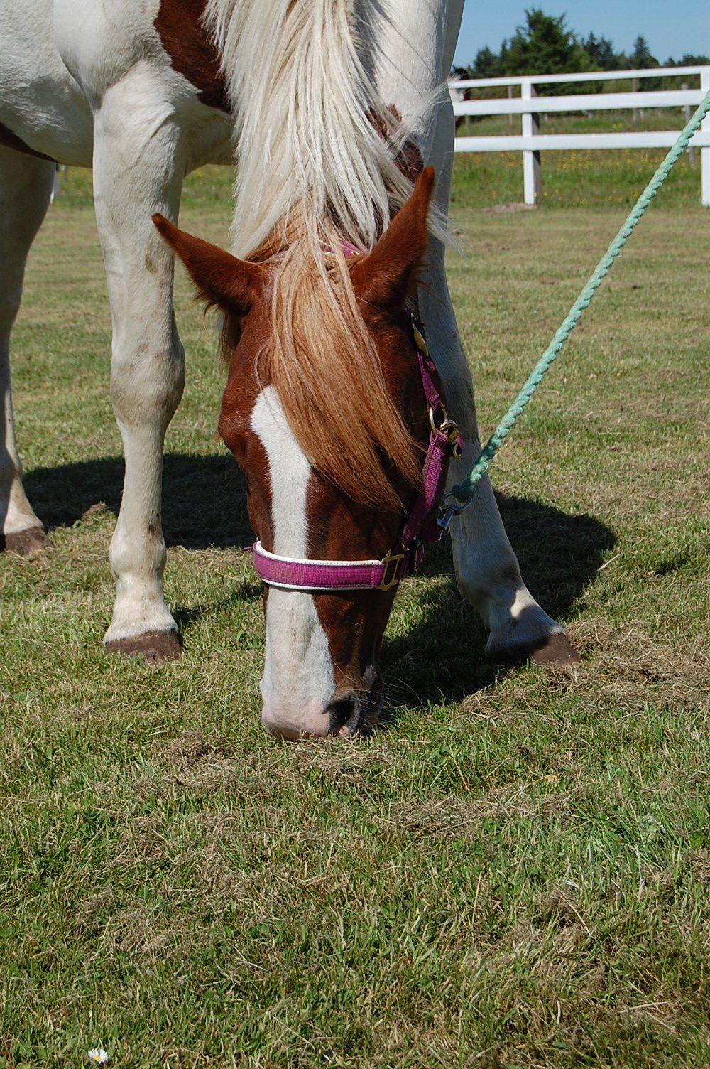 Pinto Miss Ozzie billede 1