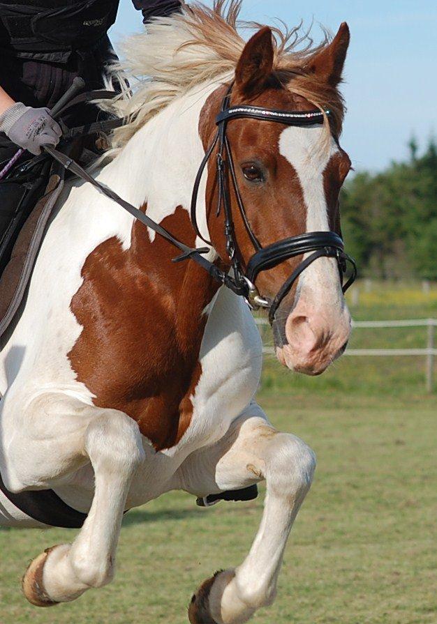 Pinto Miss Ozzie billede 4