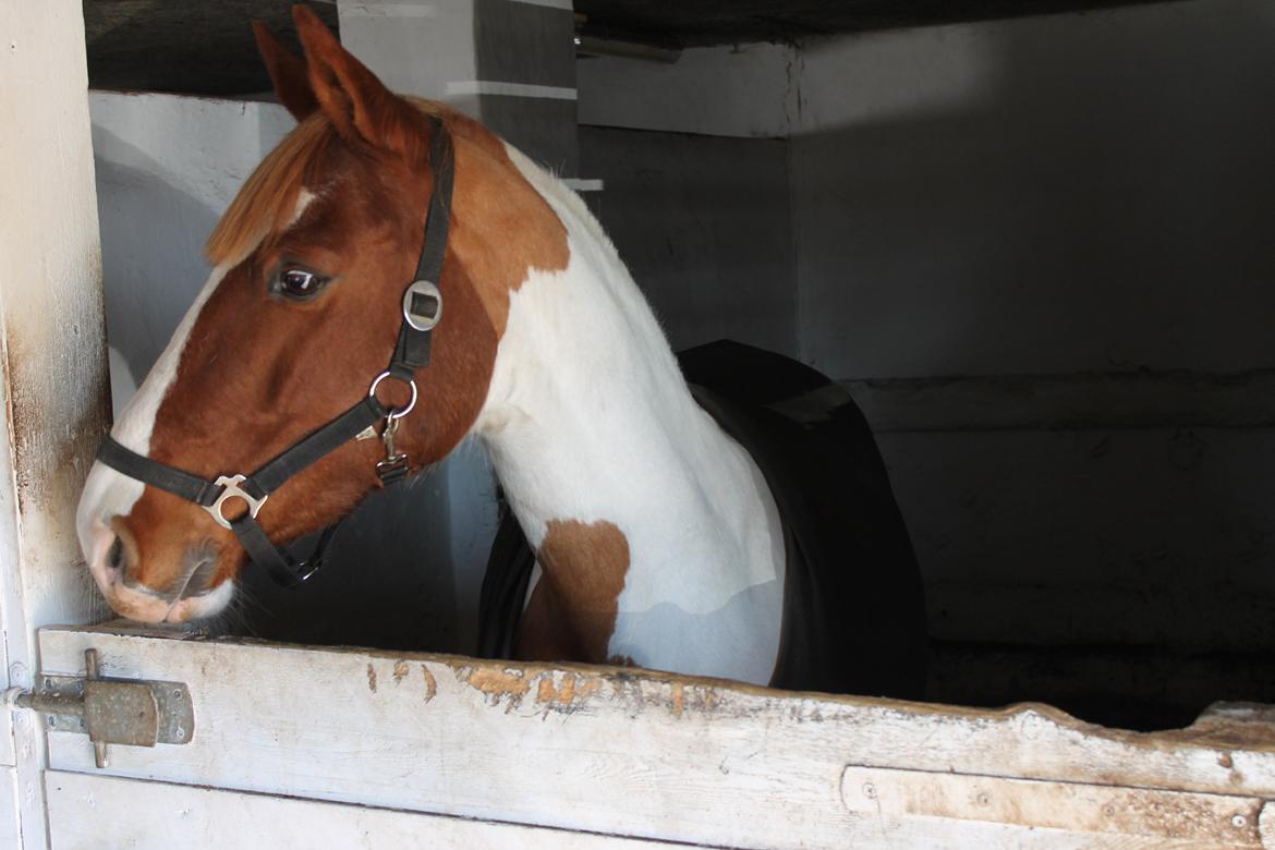 Pinto Miss Ozzie billede 8