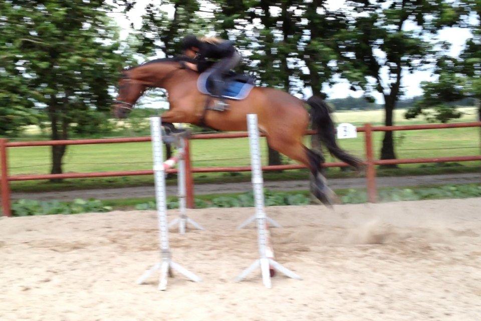 Dansk Varmblod Stejlbjerggaards Cyrillis - 18/07 - 2013, beklager meget kvaliteten, men da det er taget ud af en video kunne det altså ikke blive bedre. 120 cm.  billede 10
