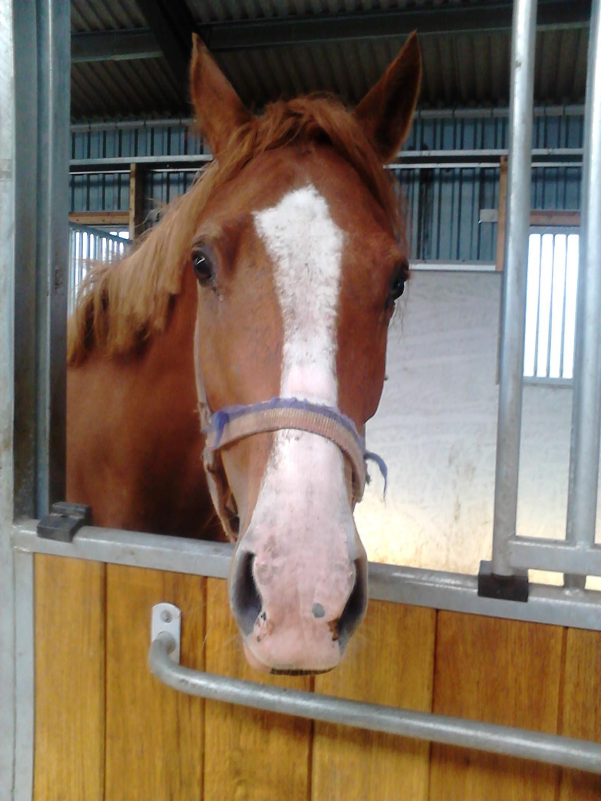 DSP Rafinik  - Første gang i boks :-) billede 4