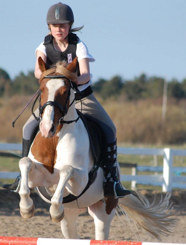 Pinto Miss Ozzie billede 9