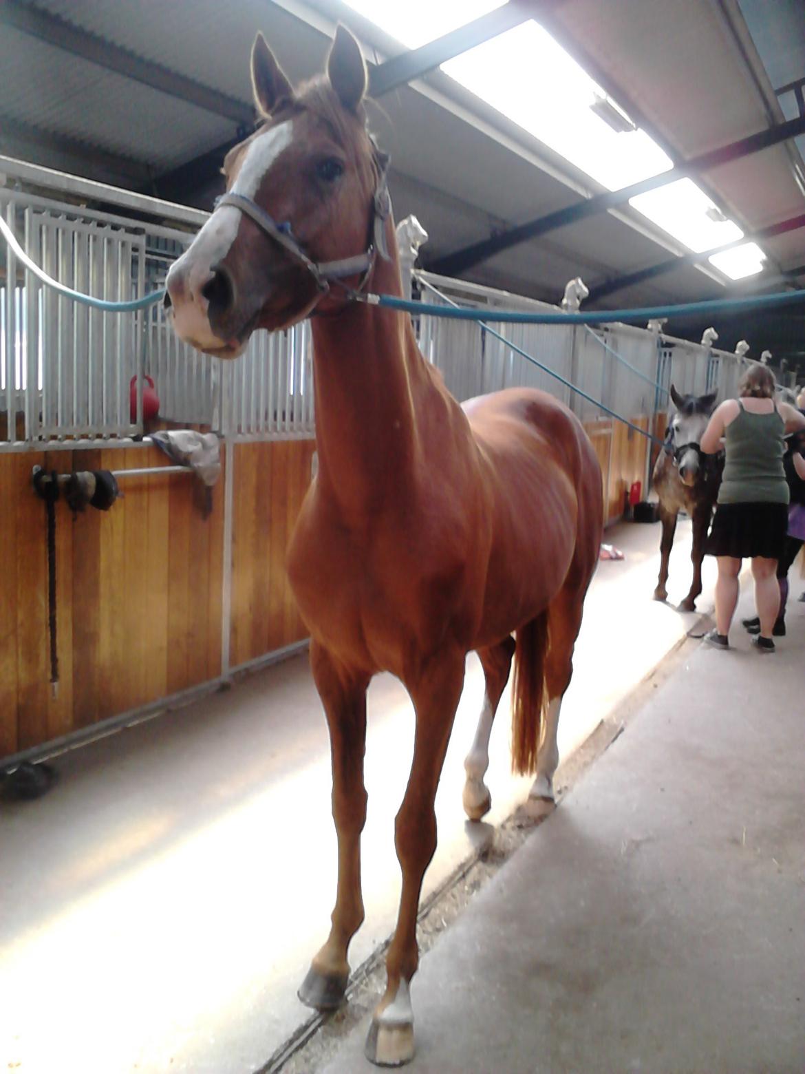 DSP Rafinik  - En af de første gange på staldgangen :-) billede 3