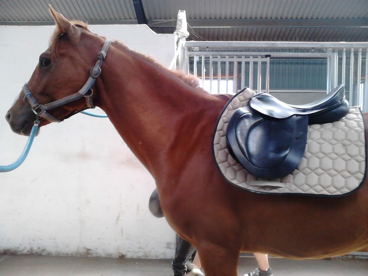 DSP Rafinik  - Sadel på for første gang. Stolt af baby :-) billede 5