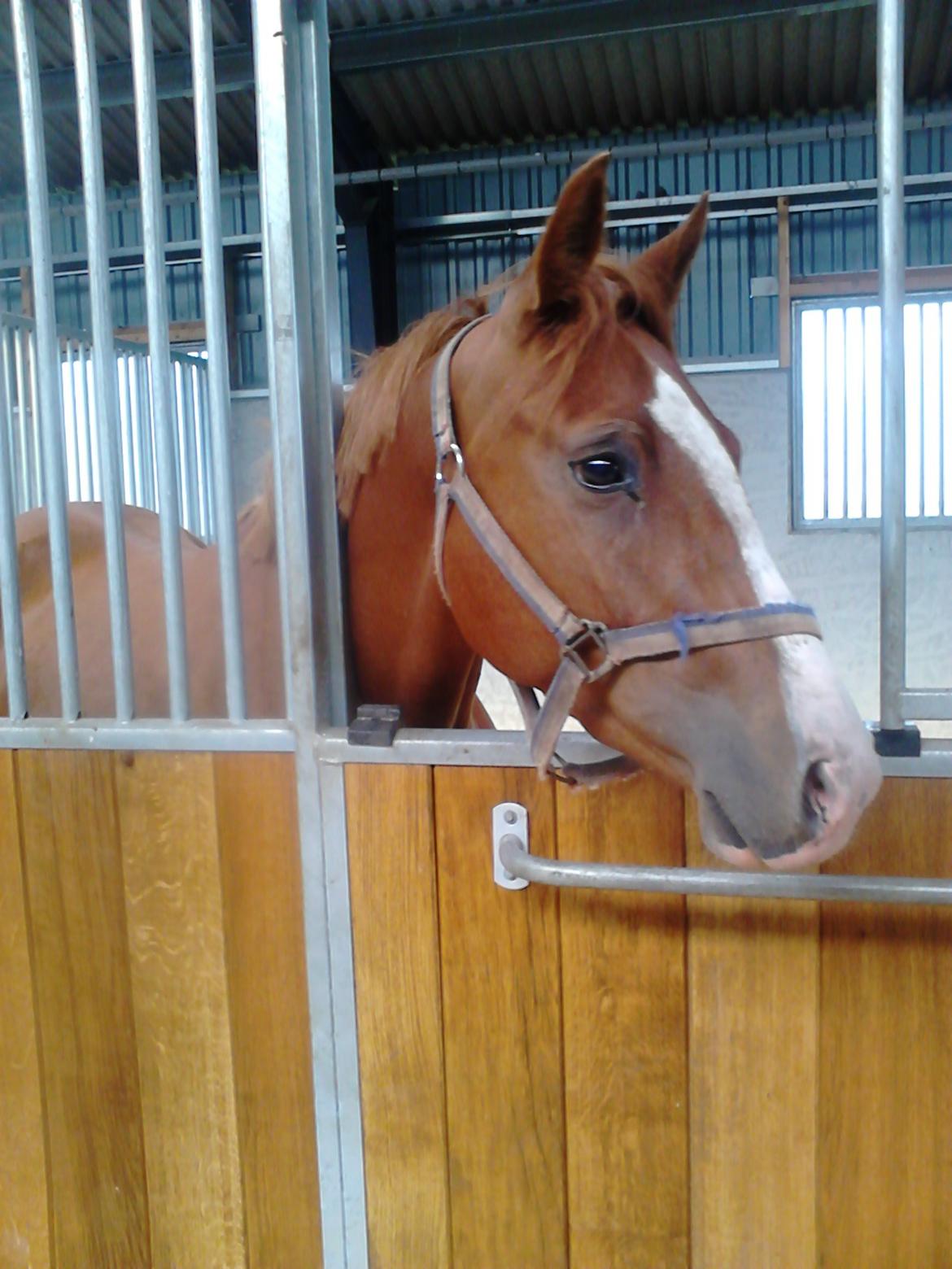 DSP Rafinik  - Første gang i boks :-) billede 6