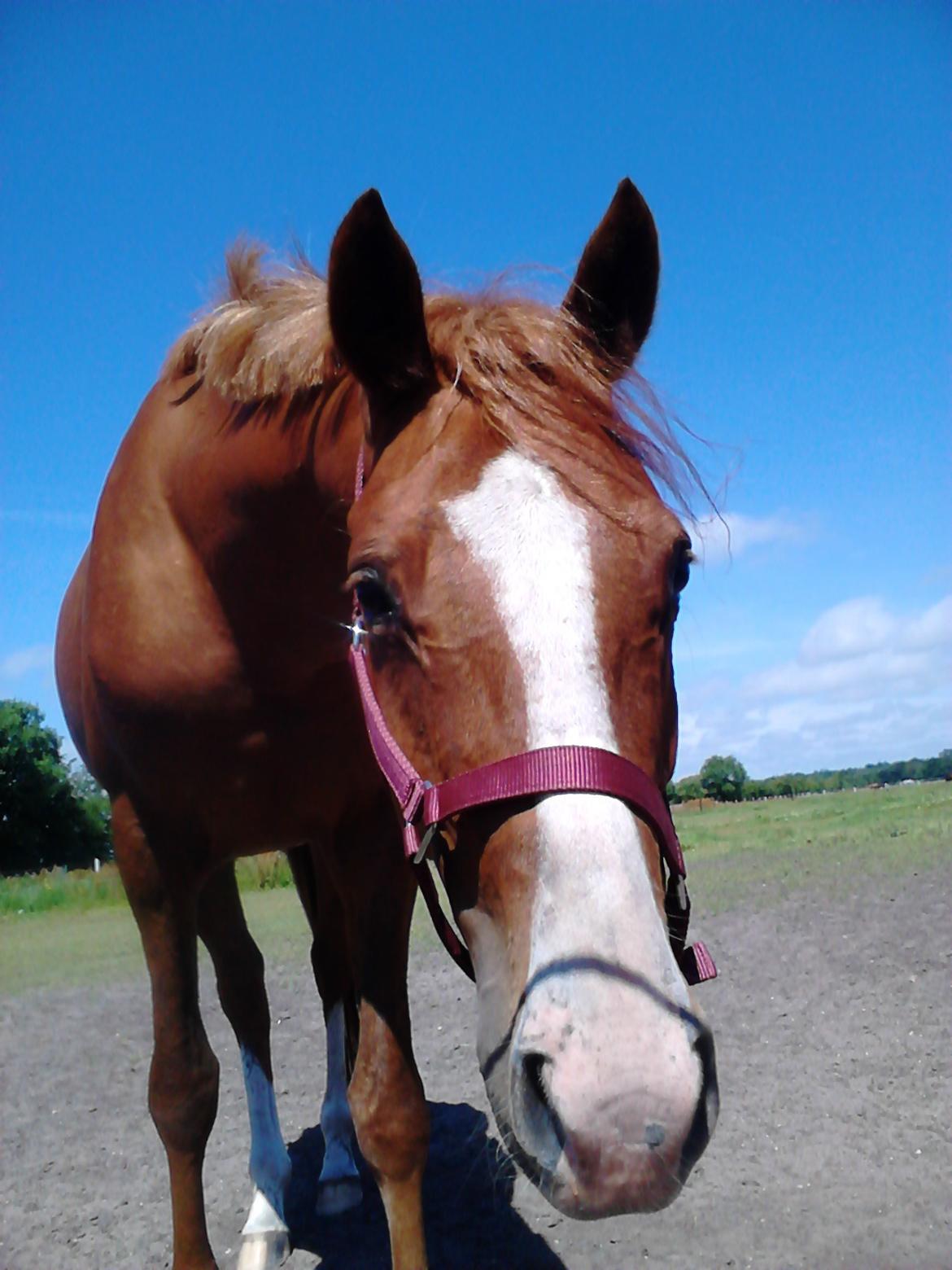 DSP Rafinik  - Foldhygge :-) billede 7