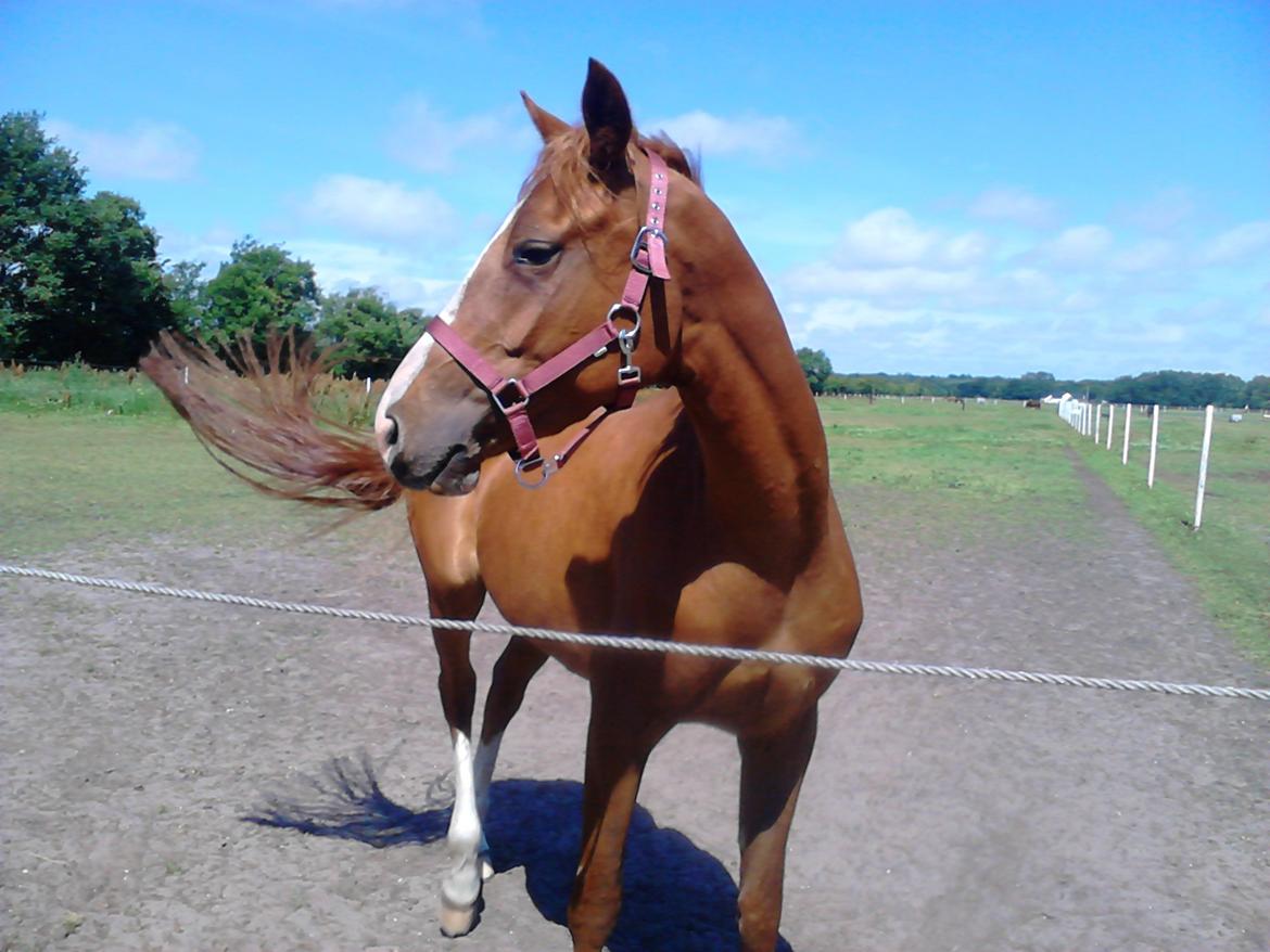 DSP Rafinik  - Hygger på folden :-) billede 8