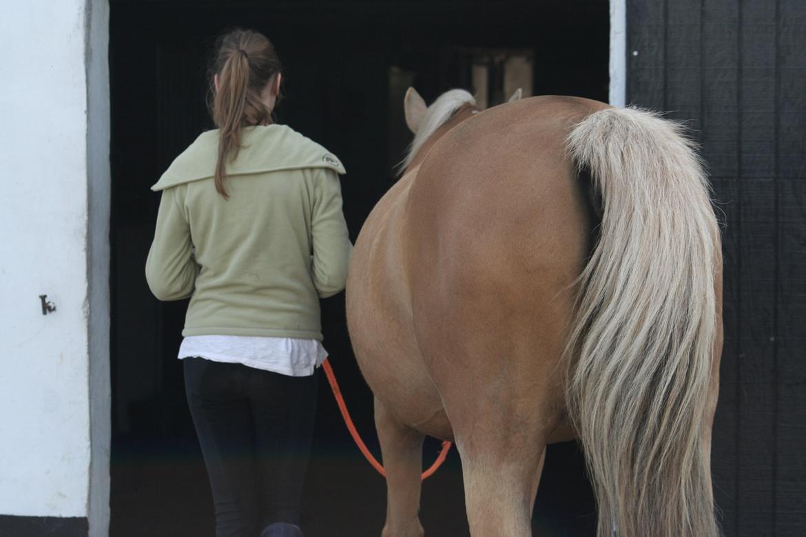 Palomino Chess Stauslykke - Farvel, og tak for kigget! Foto: Siw billede 20