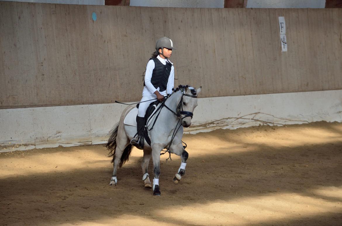 Welsh Mountain (sec A) Milkyway (min part) billede 6