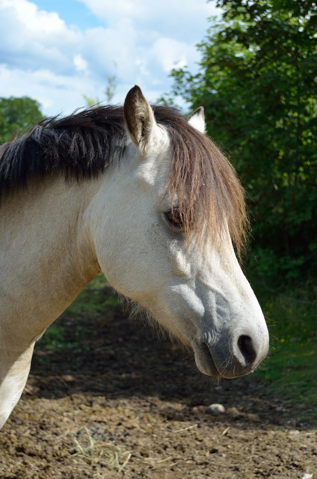Welsh Mountain (sec A) Milkyway (min part) billede 7