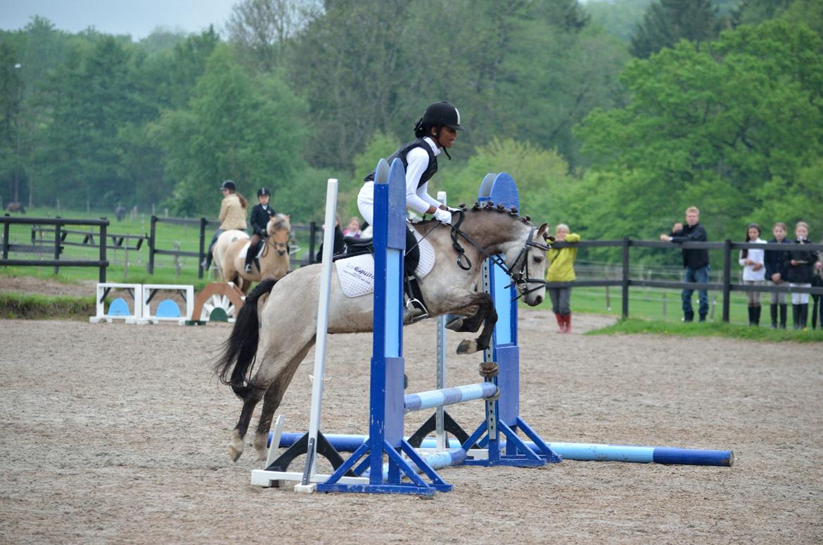 Welsh Mountain (sec A) Milkyway (min part) billede 8