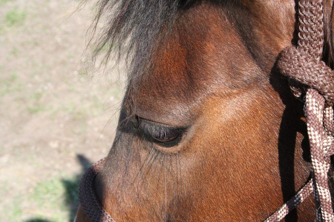 New Forest Starlight billede 20