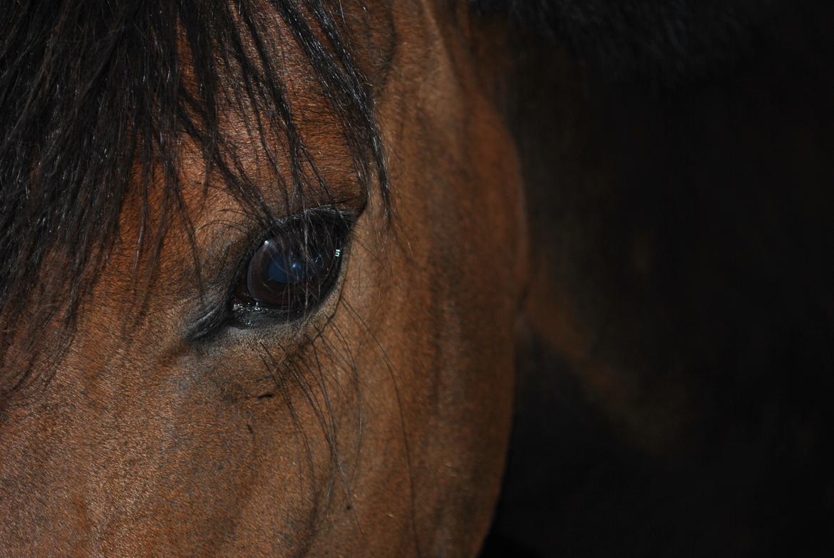 Anden særlig race Chamelli billede 7