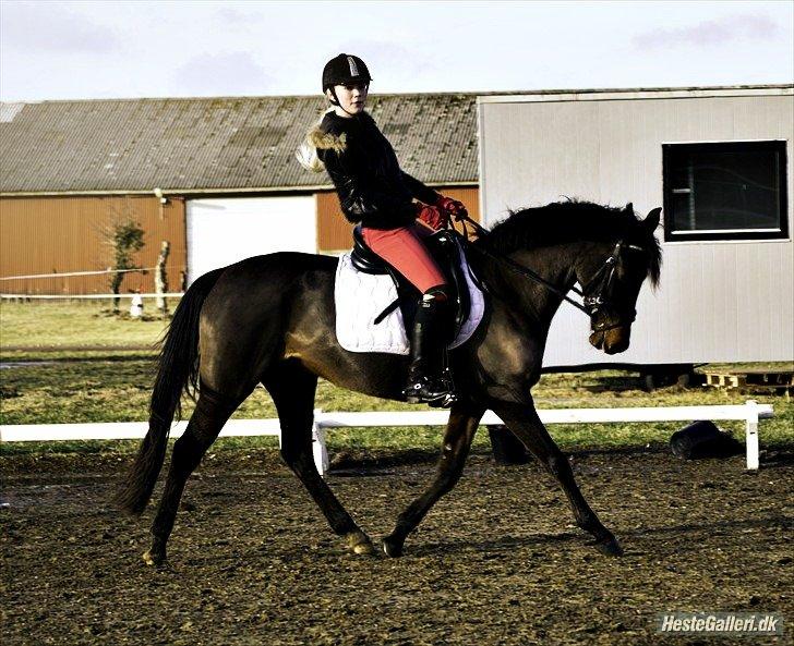 DSP Day-lights naomi - Naomi i dressur:) billede 27