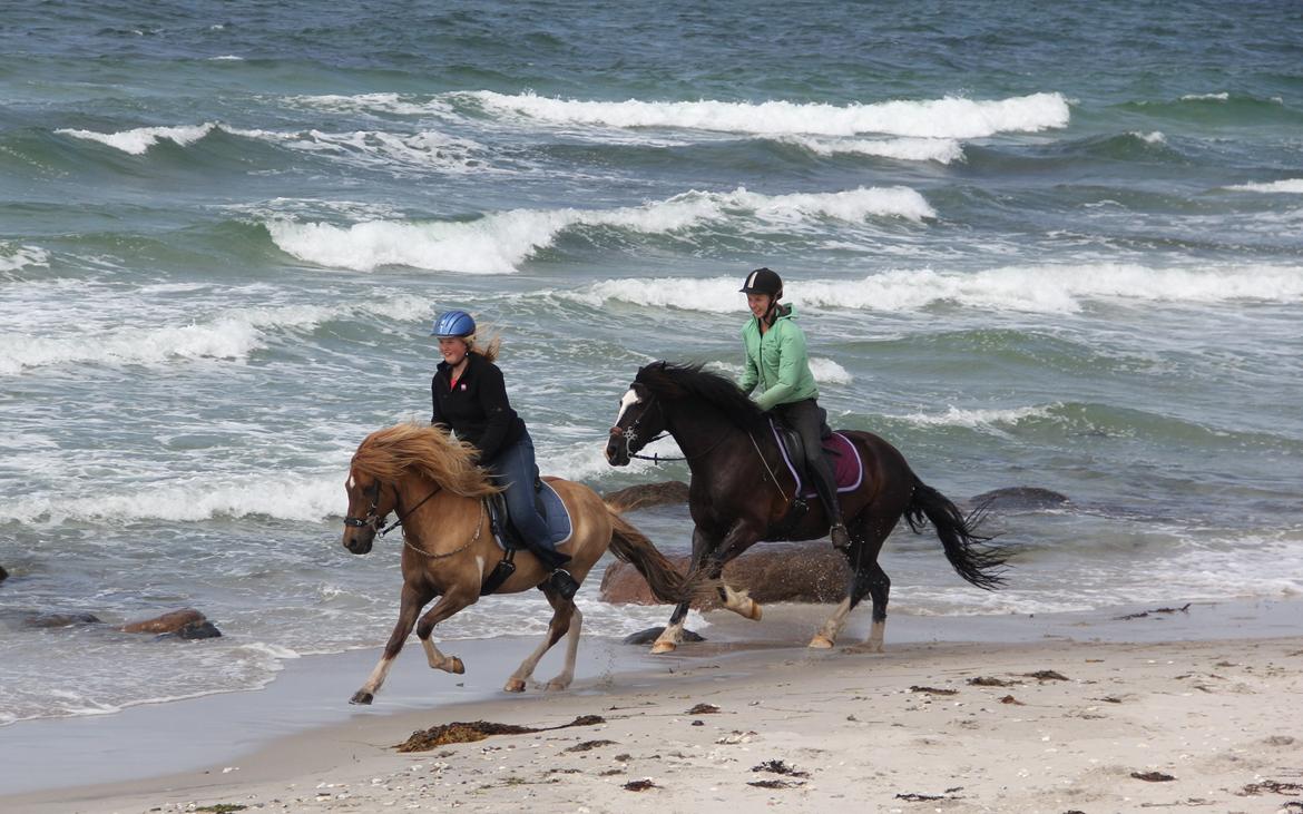 Welsh Cob (sec D) Fronerthig Black Rebel - 2012- Galop på stranden :D billede 17