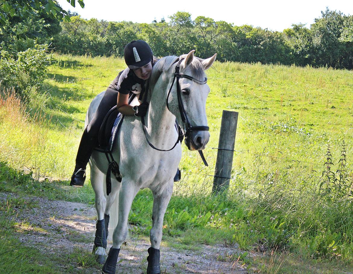 Hollandsk Sportspony LOOK AT ME - Luffe og jeg på vores sidste skridt tur :'(<3 inden at han blev skadet...  billede 4