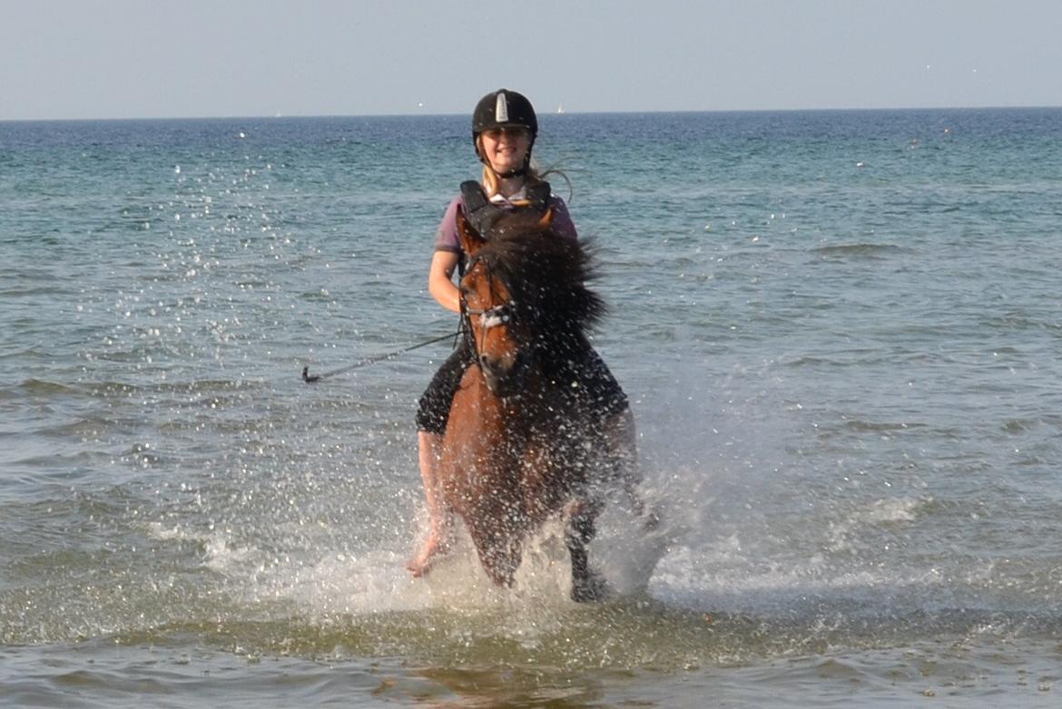 Anden særlig race Skade - Traver igennem vandet(Fjellerup)! <3 Foto: Mor billede 4