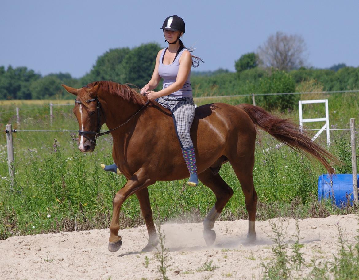 Anden særlig race Kosmo billede 18